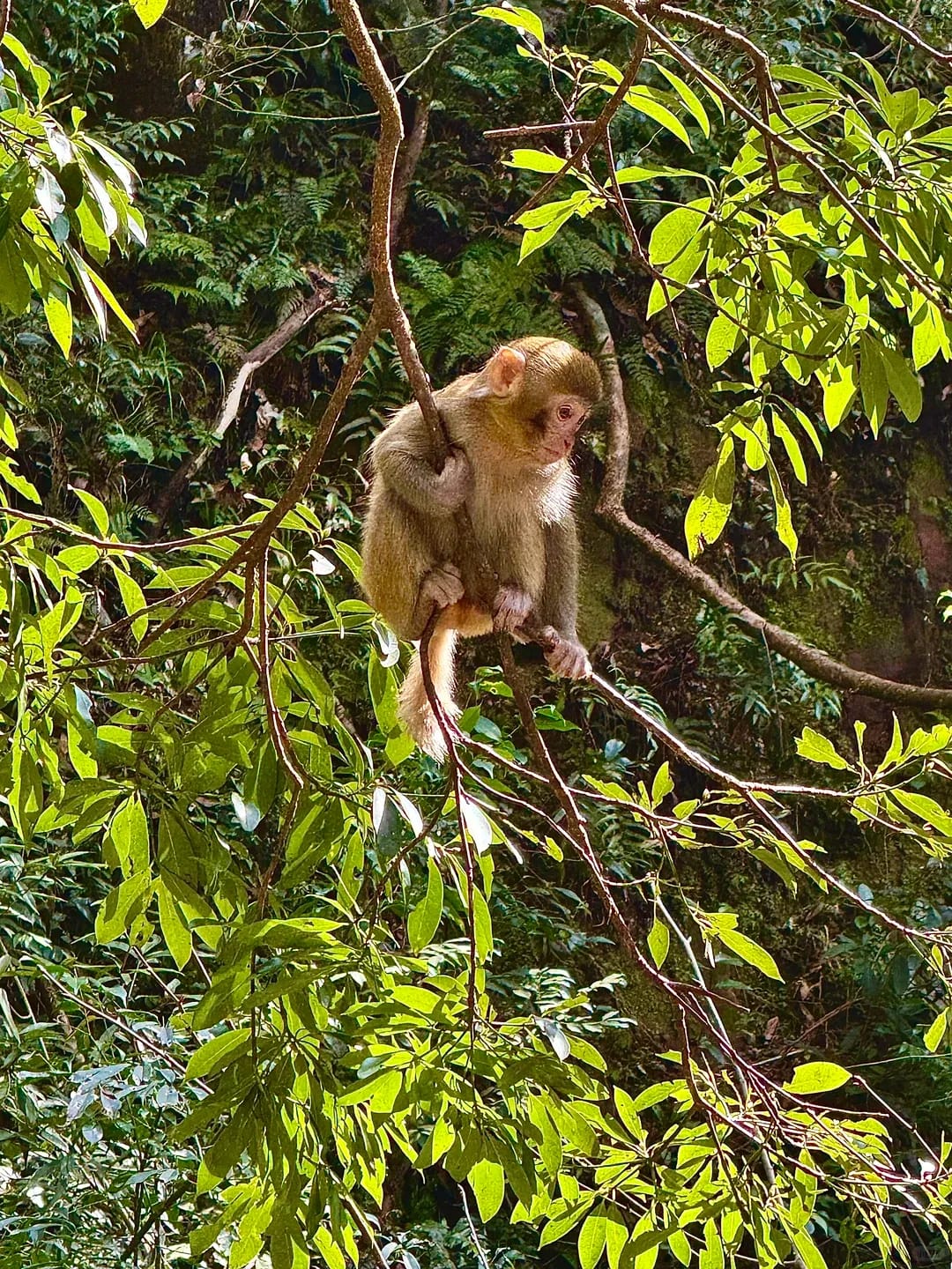 Zhangjiajie National Forest Park
